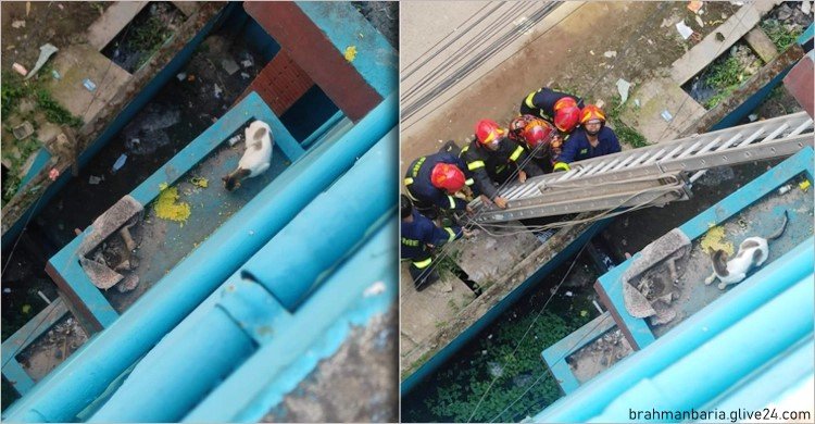 উদ্ধার করলো দমকল বাহিনী এক সপ্তাহ ধরে আটকে ছিল বিড়াল